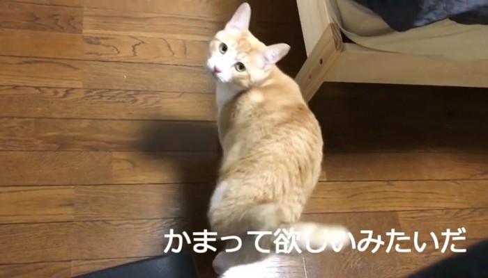 かまって欲しいみたい