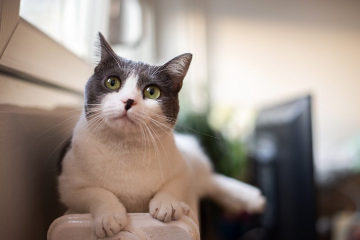 猫の顔のアップ