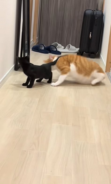 床から起き上がる茶白猫と横に黒猫