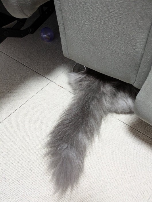 隠れる猫
