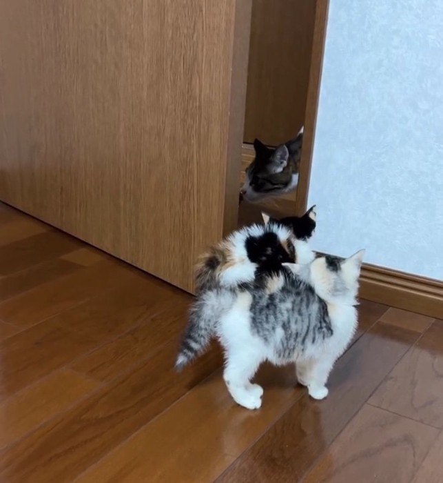 顔を背ける猫