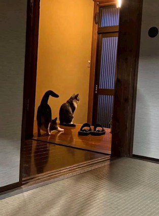 行儀よく座る猫と伸びをする猫