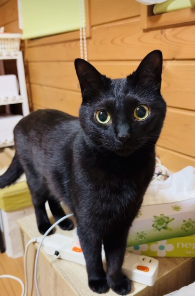 棚の上に立つ黒猫