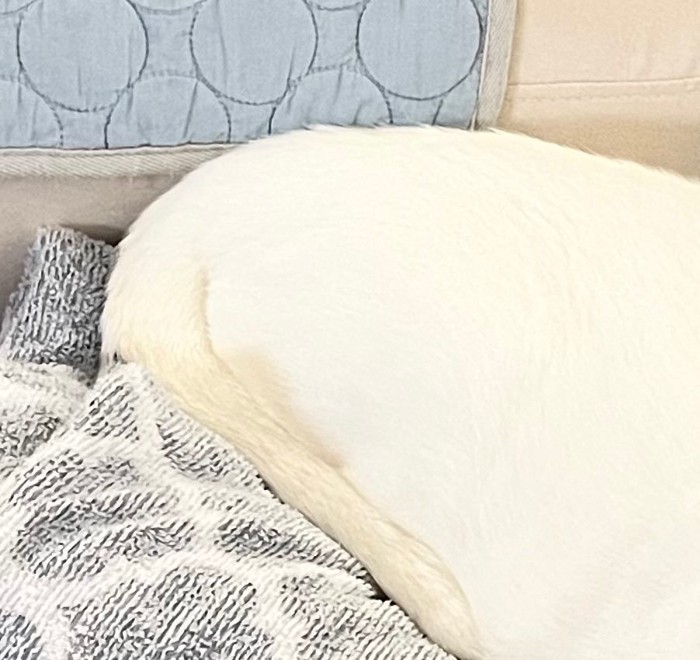 尻尾をしまった白猫ちゃん