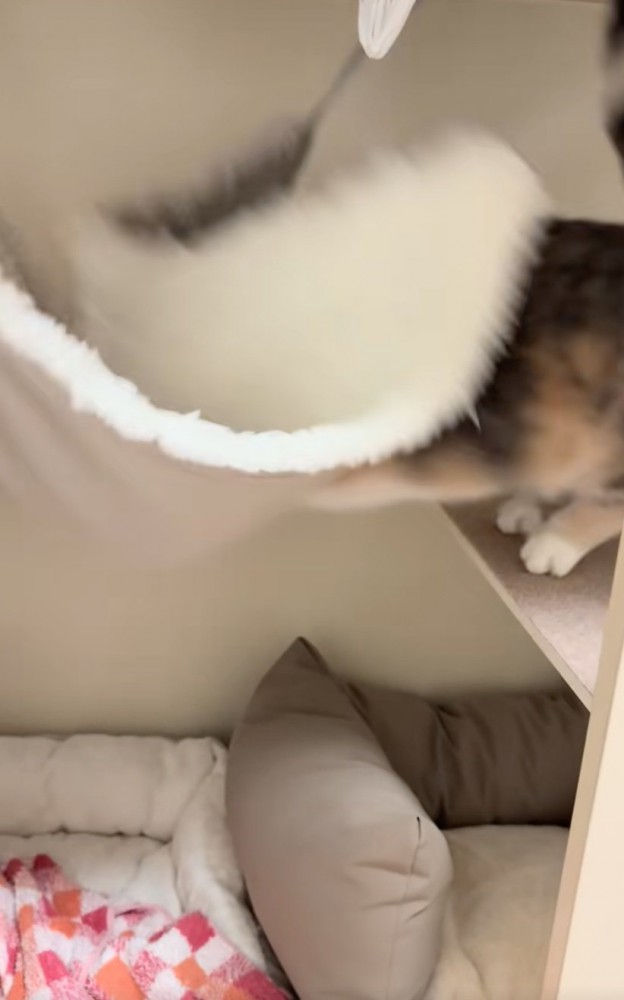 ハンモックに衝突する子猫