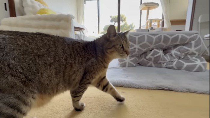 歩く猫