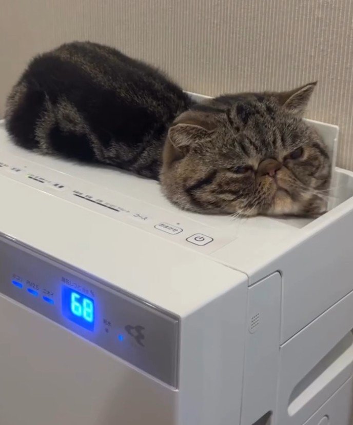 猫が乗った空気清浄機