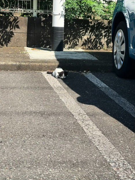 駐車場にいる子猫