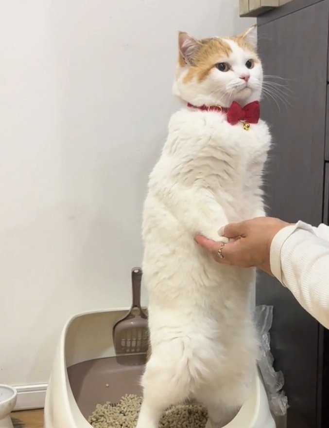 立ったままトイレをするリリィちゃん