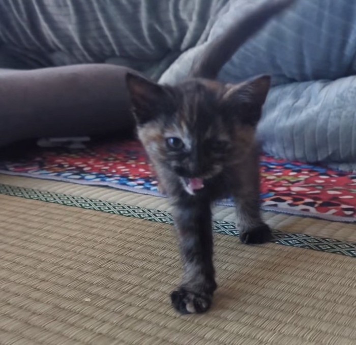 飼い主のほうに歩いてくる子猫