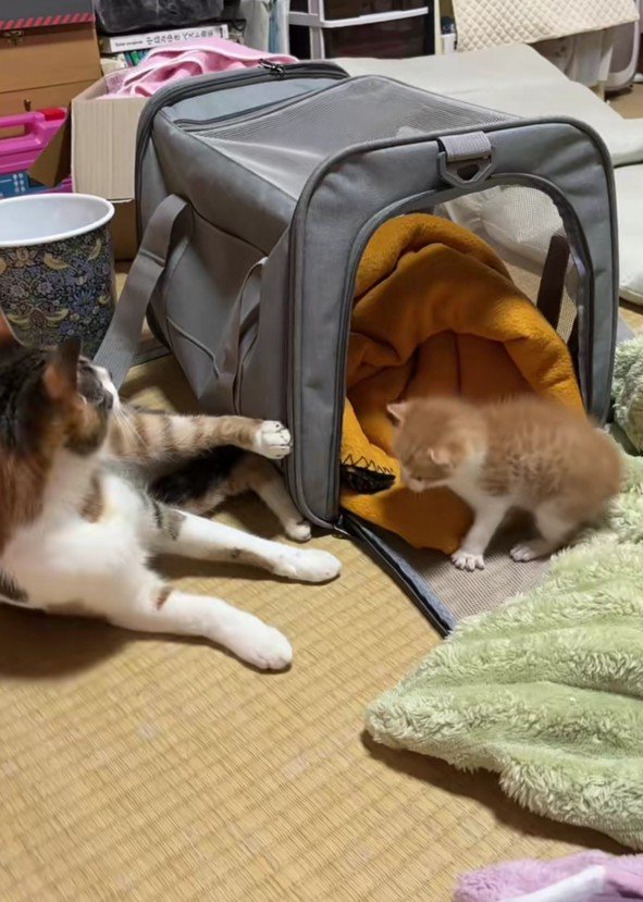 向かい合う2匹の猫