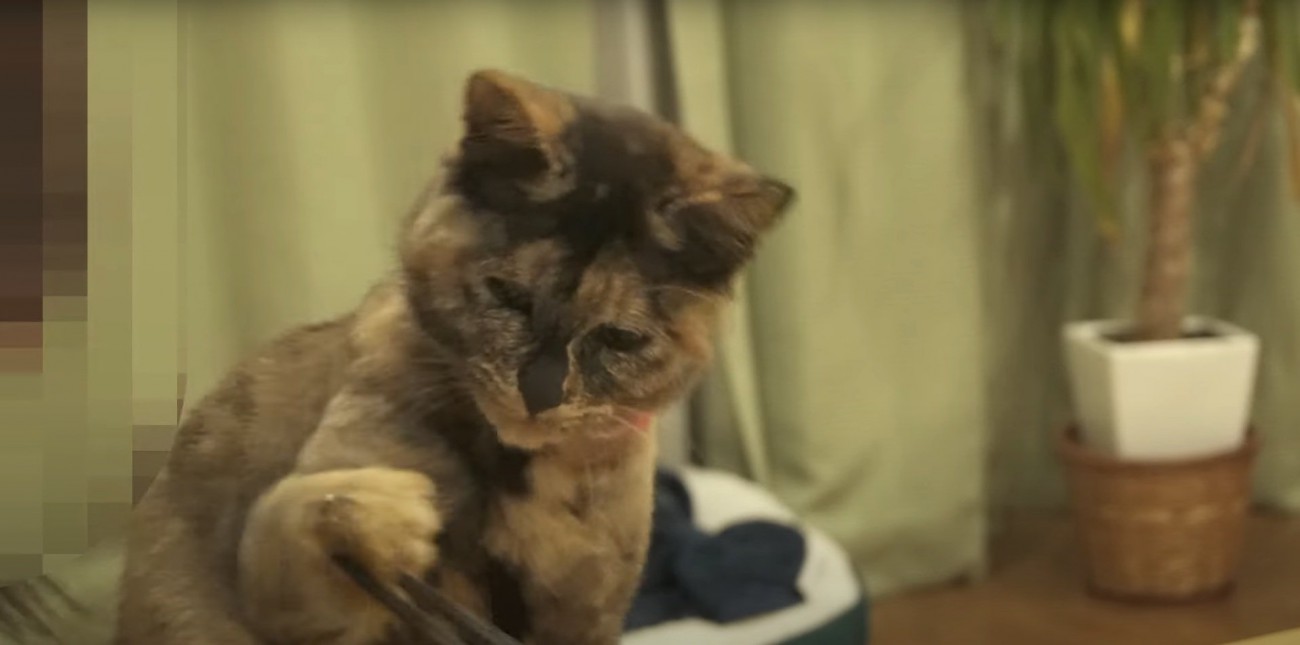 食事を奪おうとするたっちゃん