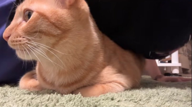 鳴き声を出す猫