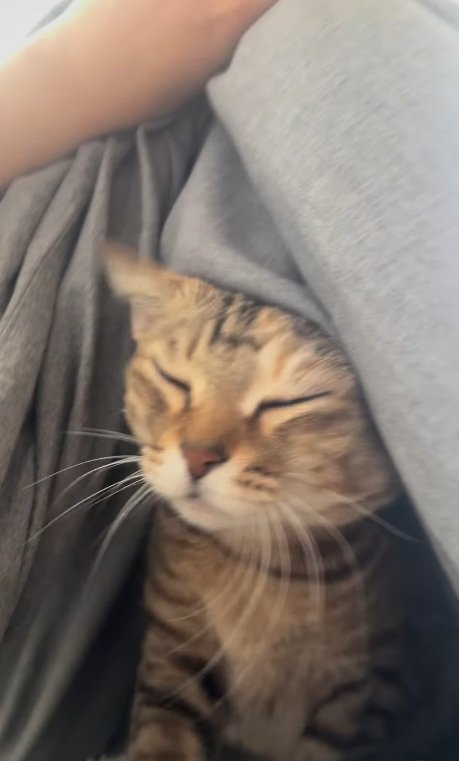 布団から顔を出し目をつぶっているキジトラ