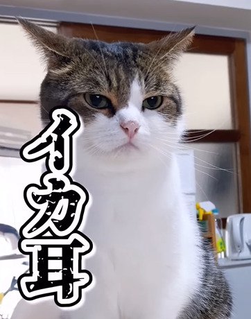 イカ耳になる猫