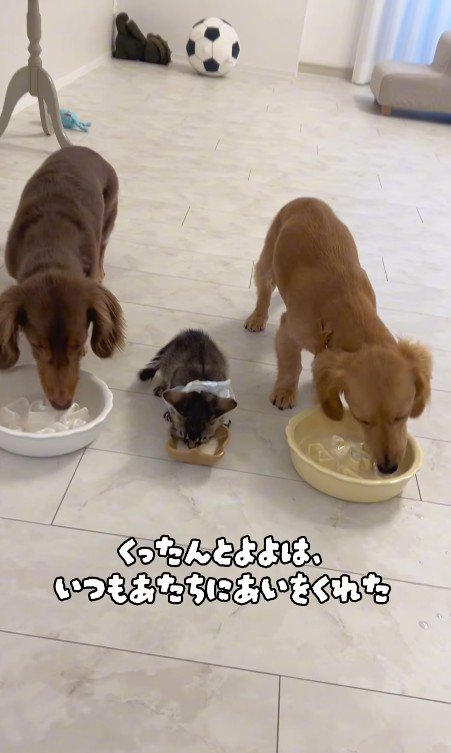ごはんを食べる子猫と2匹の犬