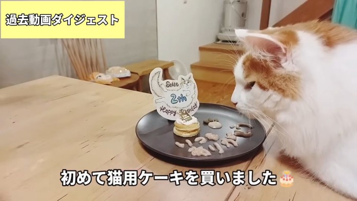 ケーキを見る猫