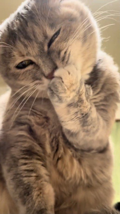 前足をなめる猫