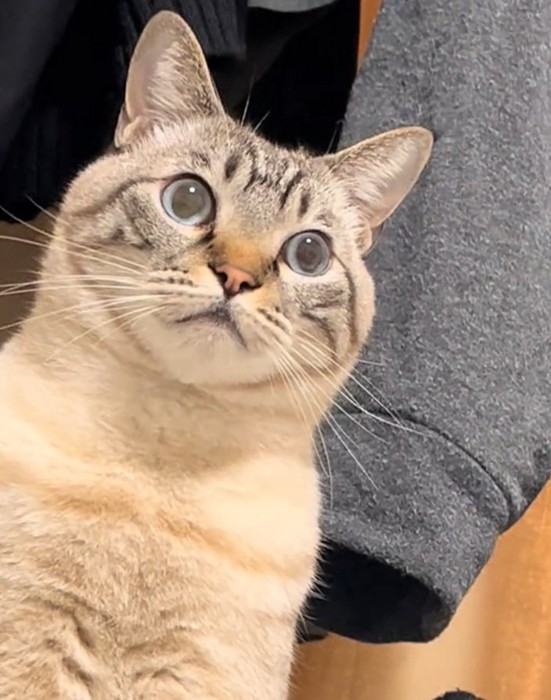 目線を変えるしらすくん