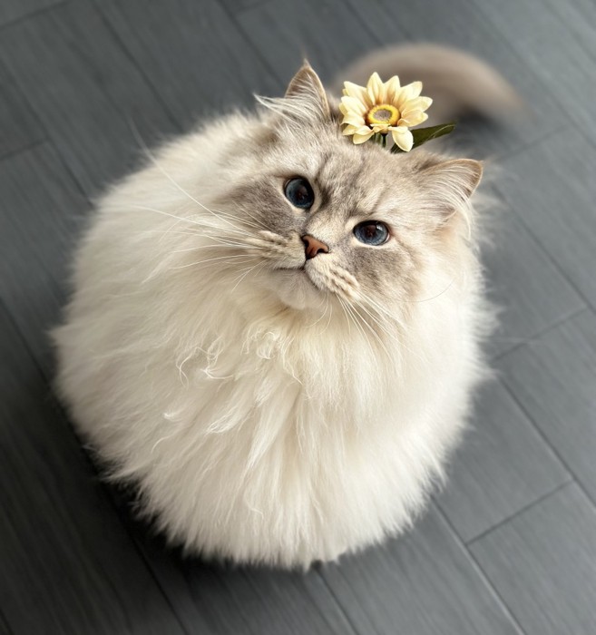 お座りするいれぶんくん