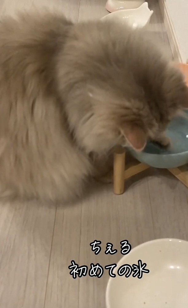 氷をつつく猫の写真1