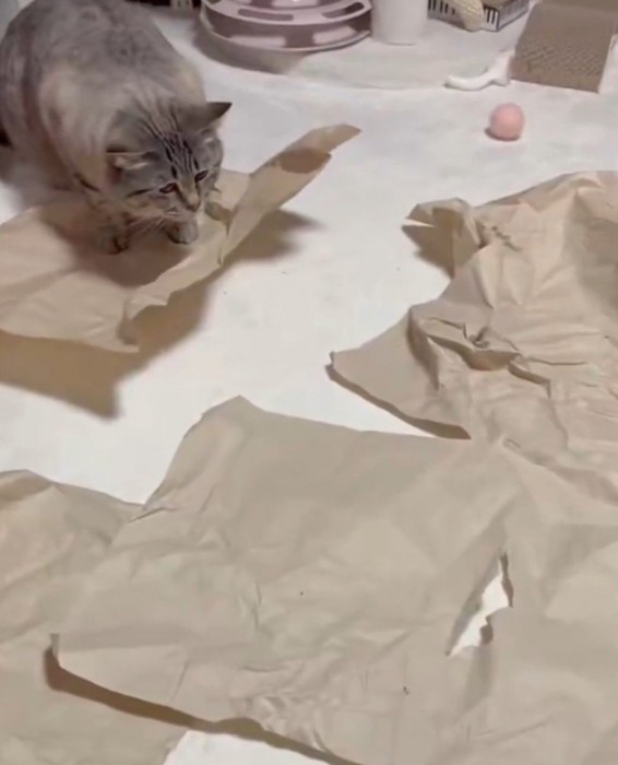 ボールは猫の横を通過したが猫は気づいていない