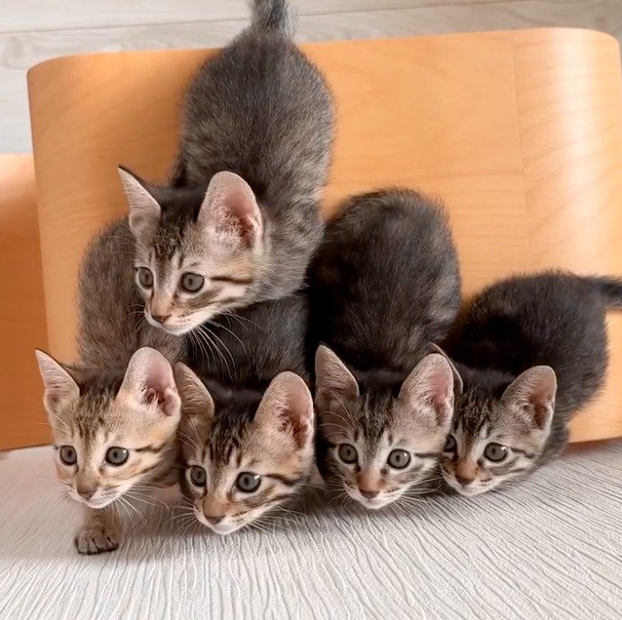 左を向く5頭の子猫