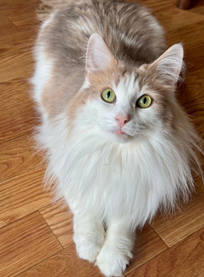 ノルウェージャンフォレストキャット