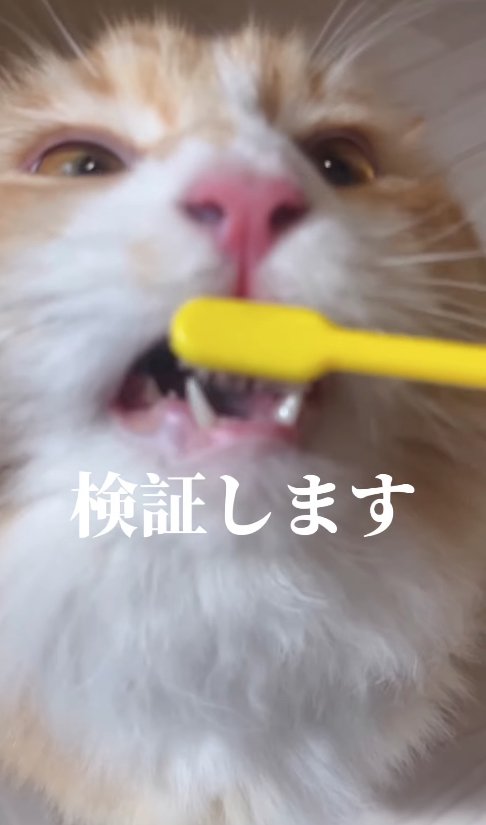 歯ブラシに噛みついている猫
