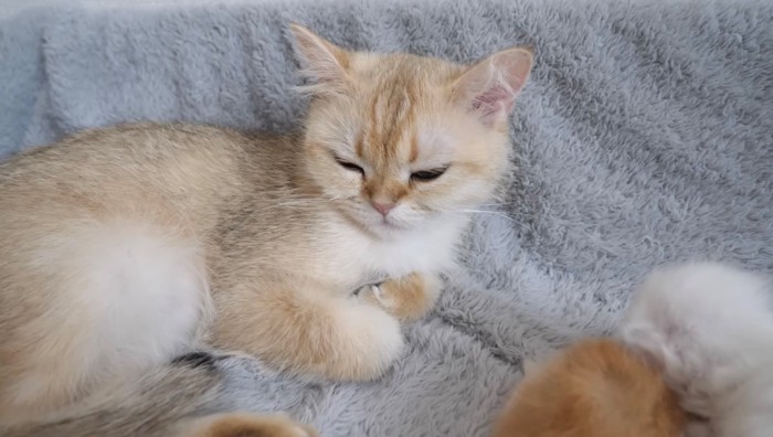 眠くて目を閉じかけている猫