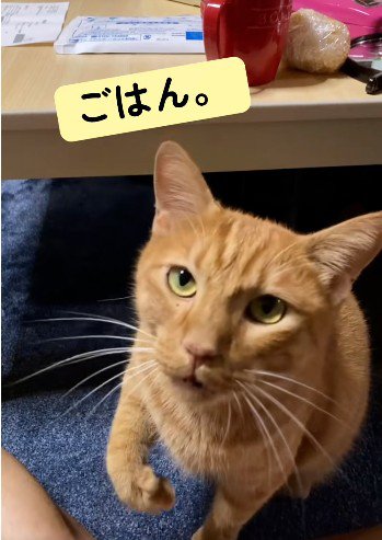 座って鳴いている猫