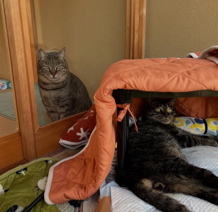 ドア越しにこちらを見つめる猫