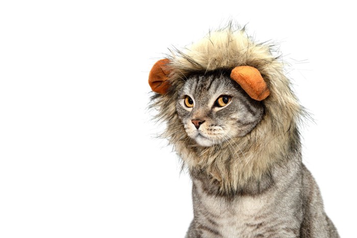 ライオンのかぶりものをした猫