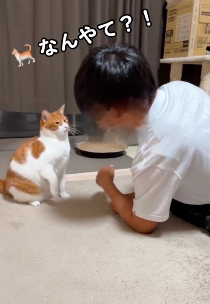 飼い主を見つめる猫