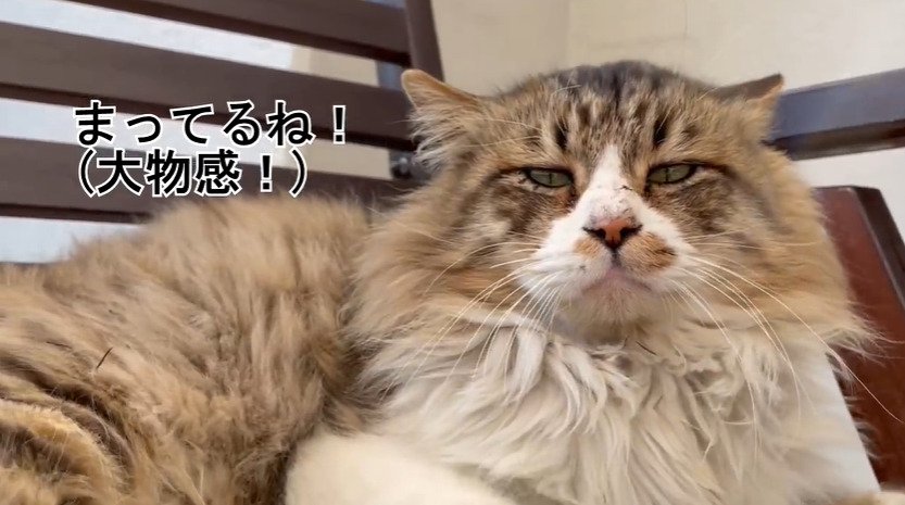カメラ目線の猫2