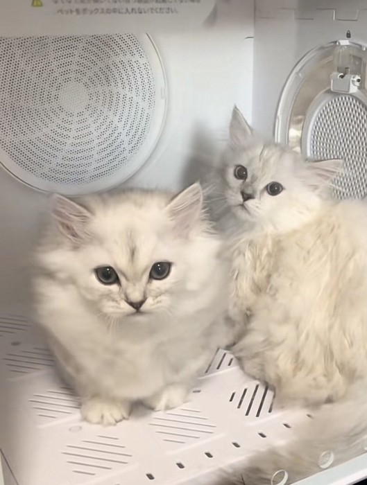 ドライヤーボックスに入っている2匹の猫の写真1