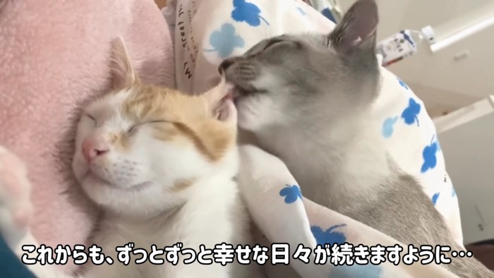 猫になめられる子猫