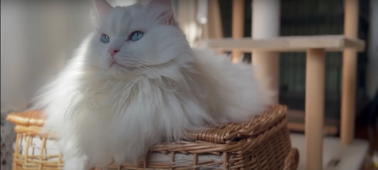 籠の上に居る猫