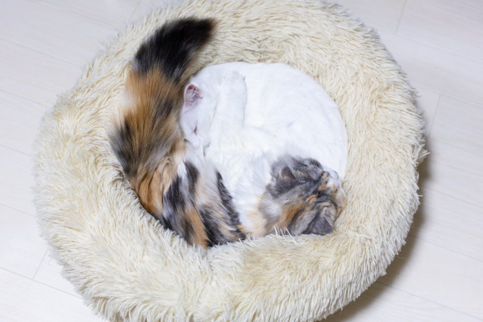 2匹で寄り添って丸まる猫