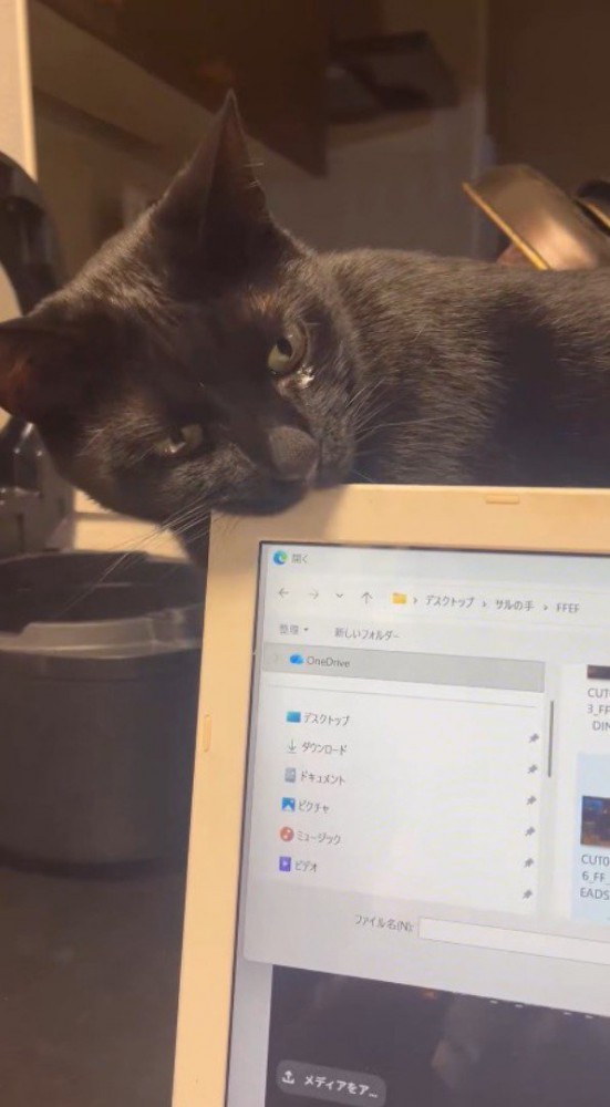 パソコンの画面を口に咥える猫