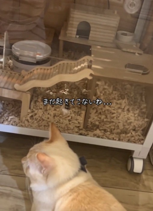 横を向く猫