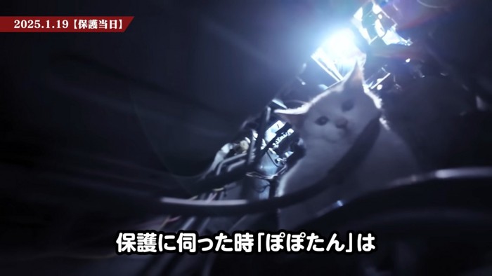 エンジンルームに隠れている子猫