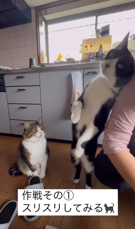 二の腕に頭を擦り付けている猫