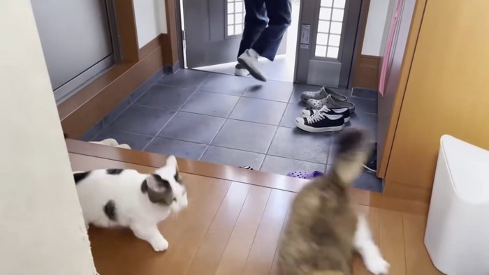 ドアを出る息子さんと室内側へ逃げる猫ちゃんズ