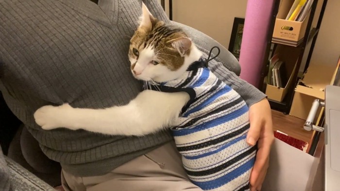 人の体に抱きつく猫