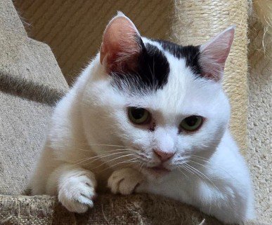 じっと監視している猫