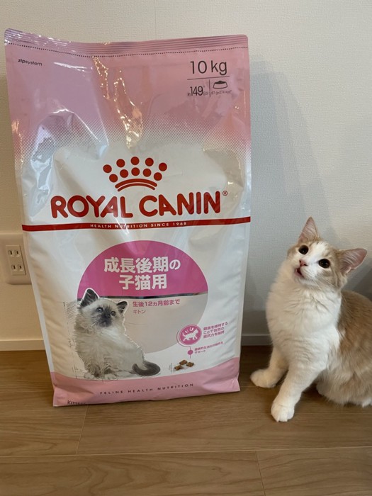 10kgの袋と猫