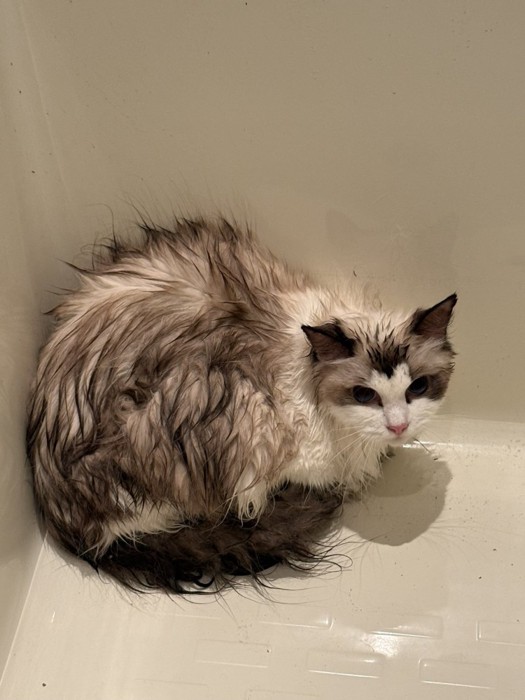 濡れている猫