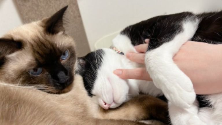 室内にいる猫たち