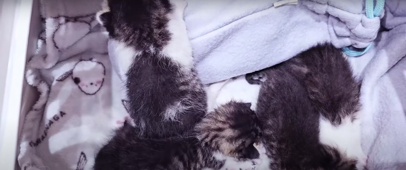 箱の中の子猫%％元気に動いている様子